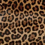 Leopardo
